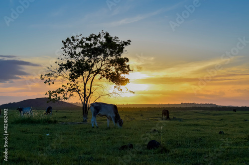 Vaca a pastar no pôr-do-sol, Horizonte rural com pasto verde 