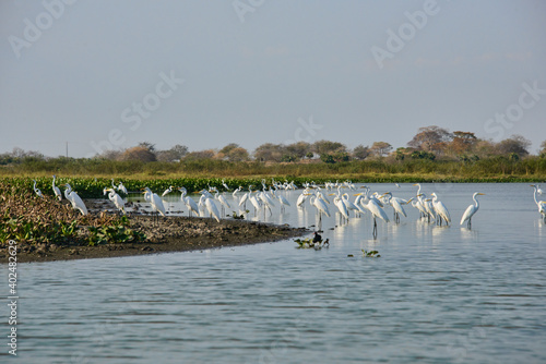 Great egrets (Ardea alba) on the Rio Magdalena, Santa Cruz de Mompox, Bolivar, Colombia photo