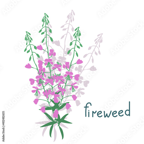 Fireweed vector illustration