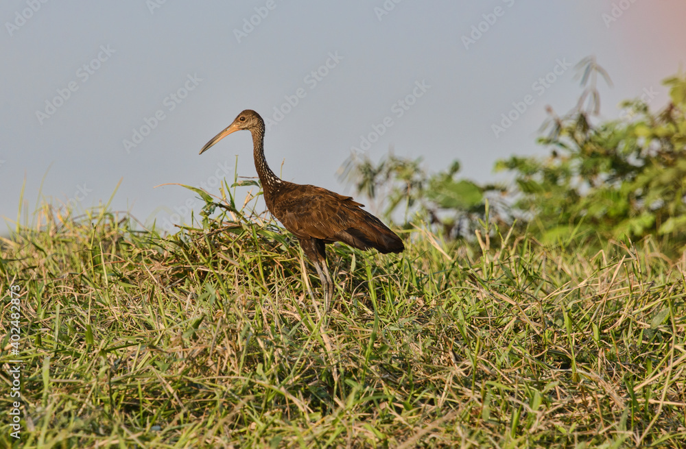 Fototapeta premium Wildlife on the Rio Magdalena, Santa Cruz de Mompox, Bolivar, Colombia