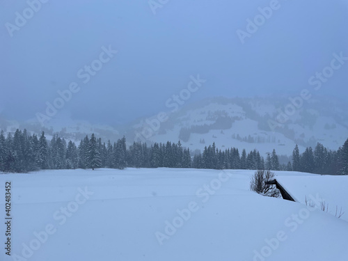 snow covered trees