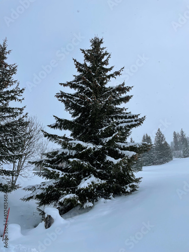 snow covered pine trees
