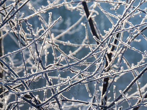 Wallpaper Mural Morning frost on tree branches Torontodigital.ca