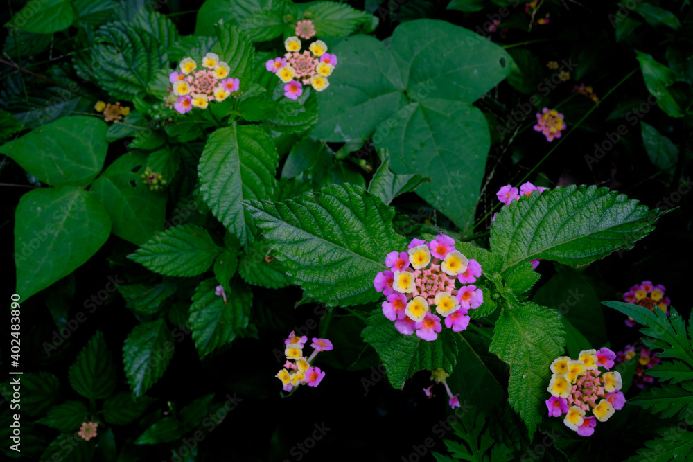Flores silvestres Flores silvestres