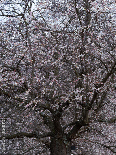 Cerisier à fleurs d'automne ou Cerisier du Japon (Prunus subhirtella 'Autumnalis'), cultivar japonais à inflorescence en corymbe rose pâle et nacré en période hivernale
