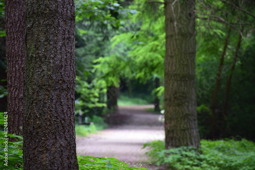 spring in the park