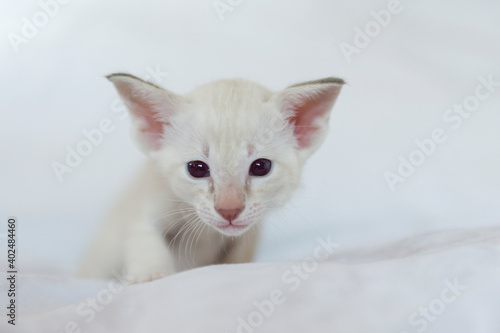 Siam Kitten 