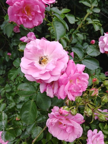 pink flowers