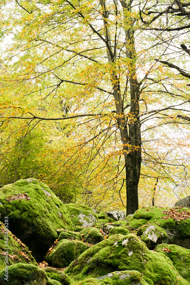 Fototapeta premium Valle Bavona