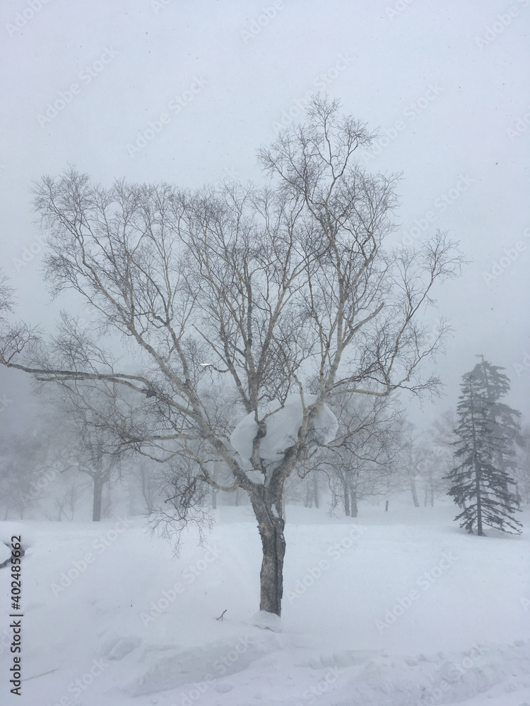 Magical winter landscape in Japan, with snow and ice covered trees on a foggy day Magical winter landscape in Japan, with snow and ice covered trees on a foggy day