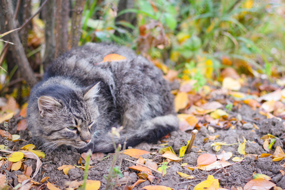 A gray stray cat sleeps under a bush on the street A gray stray cat sleeps under a bush on the street