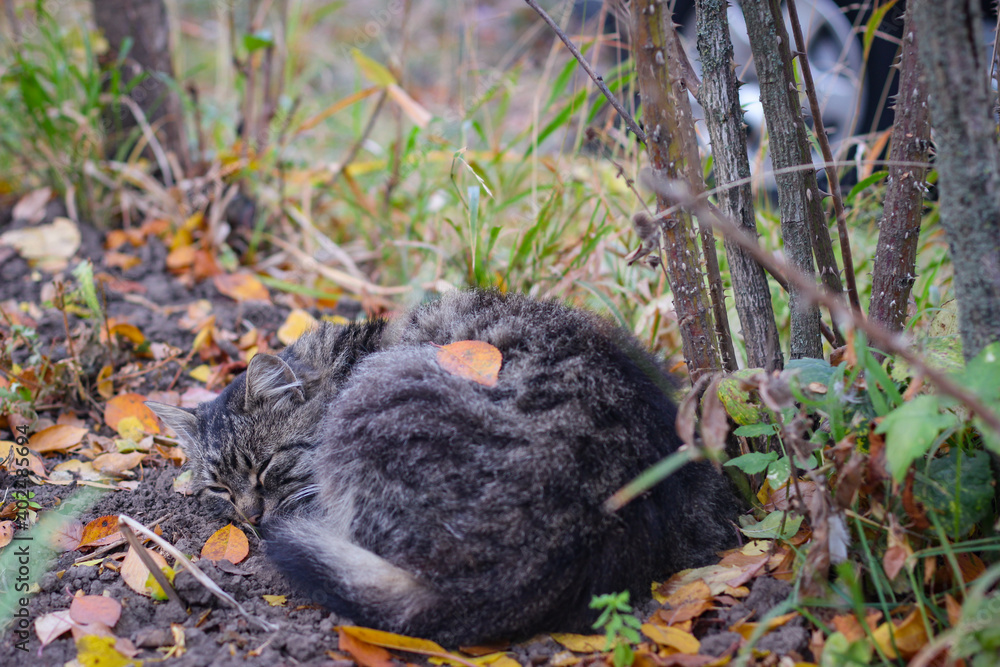 A gray stray cat sleeps under a bush on the street A gray stray cat sleeps under a bush on the street