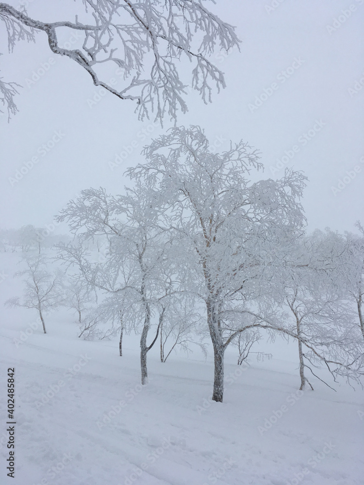 Magical winter landscape in Japan, with snow and ice covered trees on a foggy day Magical winter landscape in Japan, with snow and ice covered trees on a foggy day