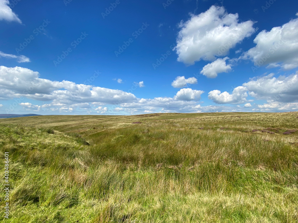 High on the moors, with gorse and wild grasses, on a sunny day near, Slaidburn, Clitheroe, UK