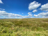 High on the moors, with gorse and wild grasses, on a sunny day near, Slaidburn, Clitheroe, UK