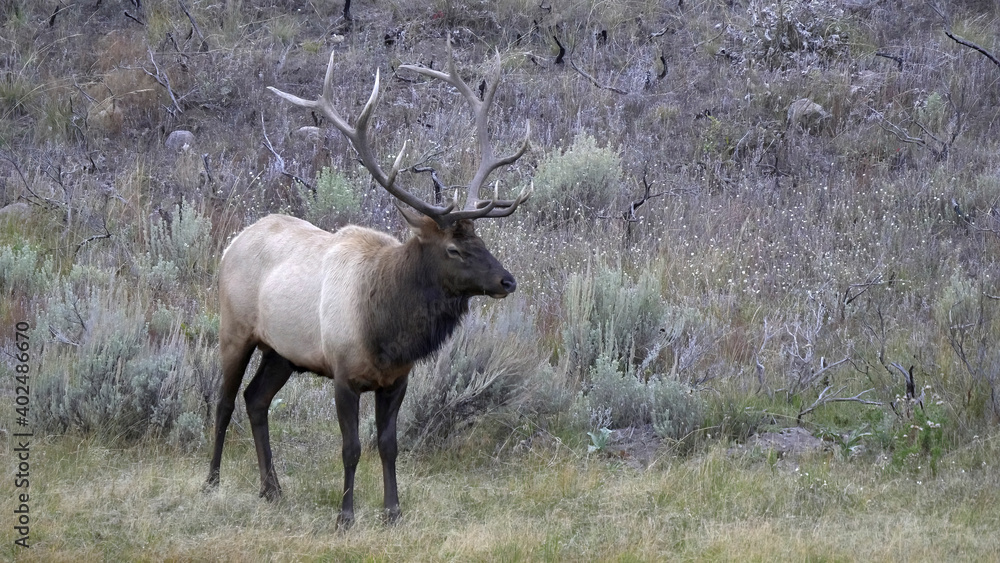 close view of a bull elk standing on the banks of a river in yellowstone close view of a bull elk standing on the banks of a river in yellowstone