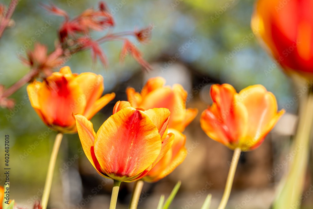 Tulips Tulips