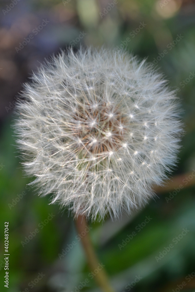 dandelion head