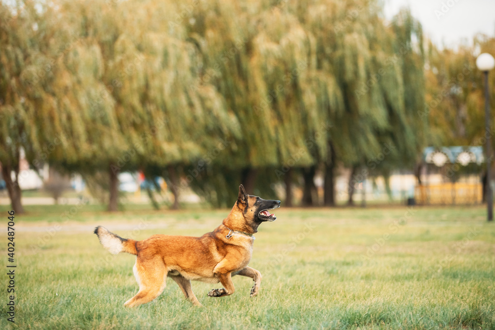 Malinois Dog Play Jumping Running Outdoor In Park. Belgian Sheepdog Are Active, Intelligent, Friendly, Protective, Alert And Hard-working. Belgium, Chien De Berger Belge Dog Malinois Dog Play Jumping Running Outdoor In Park. Belgian Sheepdog Are Active, Intelligent, Friendly, Protective, Alert And Hard-working. Belgium, Chien De Berger Belge Dog