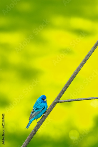 Blue Bunting