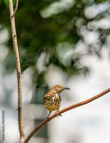 Brown Thrasher