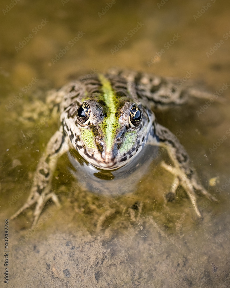 Fototapeta premium Frog up close