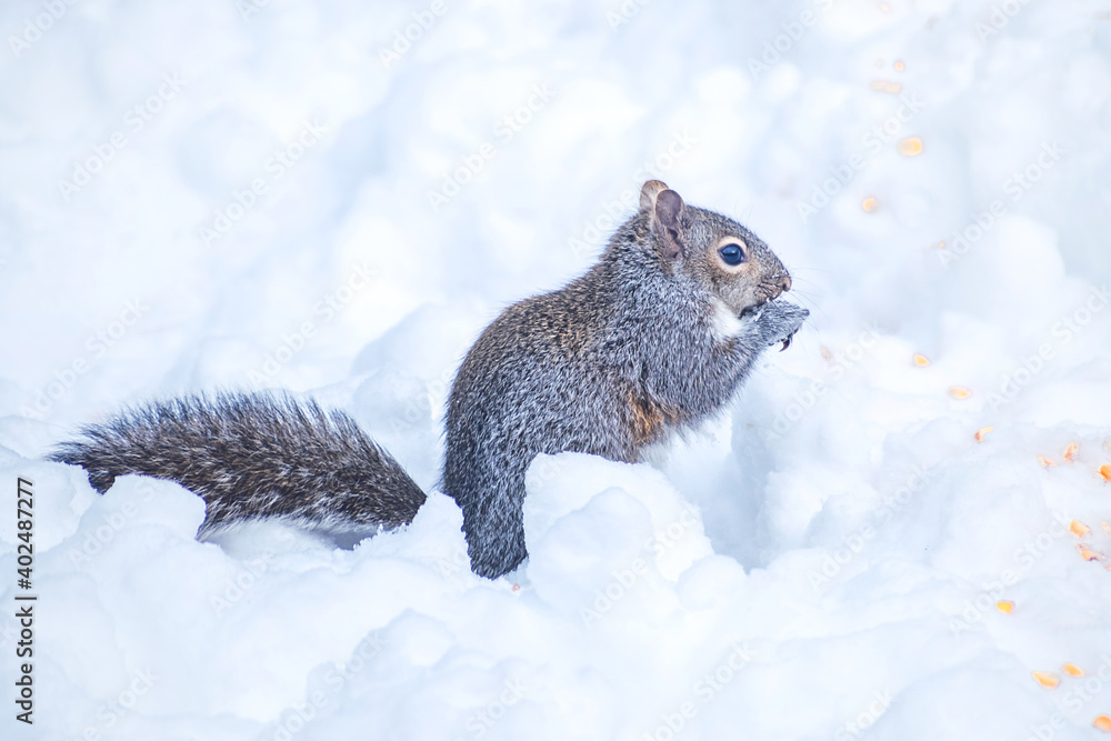 Obraz premium A squirrel is playing and eating corns in snow 