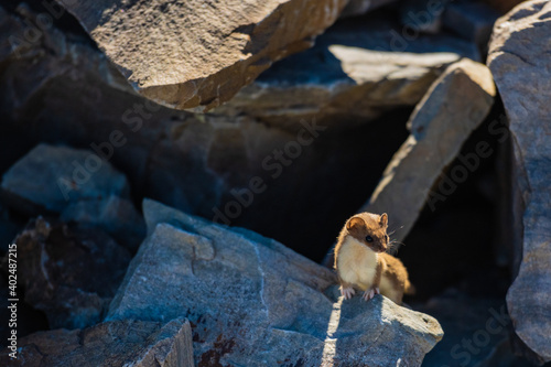 Ermine Perched On Large Rock In The Shadows © kellyvandellen