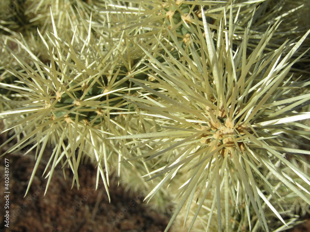 Fototapeta premium cactus close up