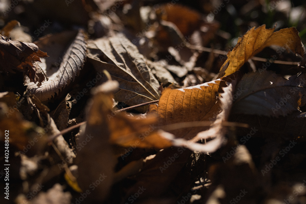 Obraz premium brown leaves on the ground with light shining on and through them