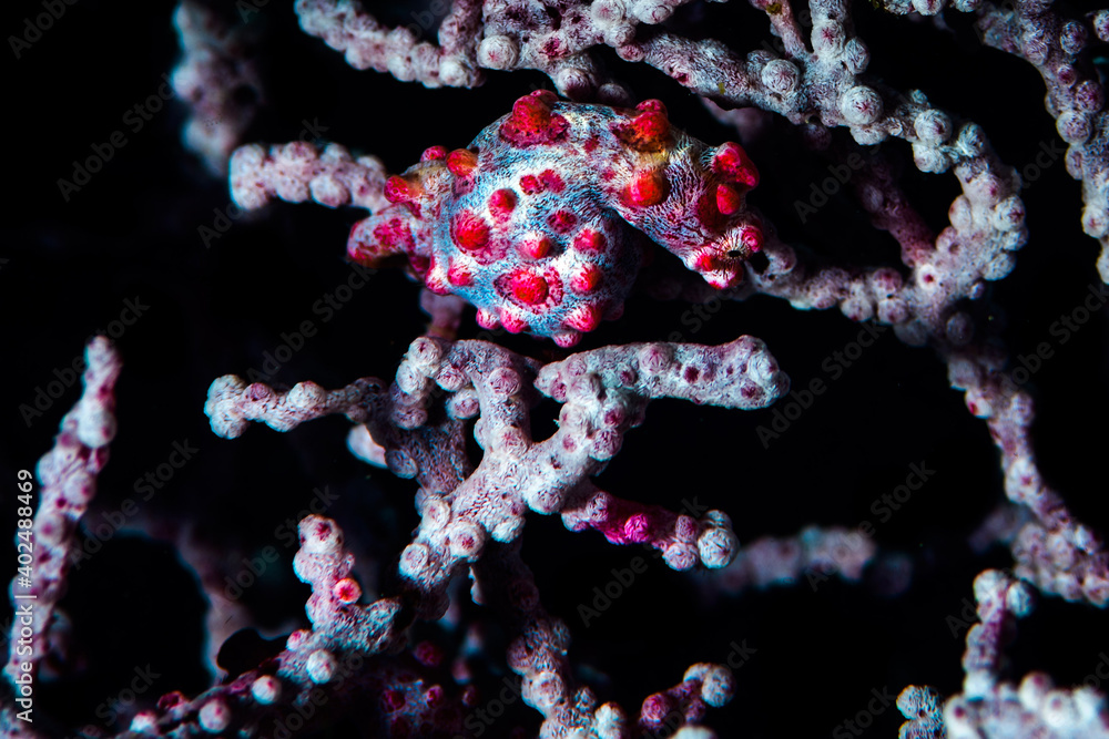 A Pygmy seahorse hanging on to coral 