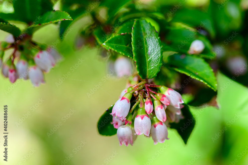 Close up view of delicate blueberry flowers Close up view of delicate blueberry flowers