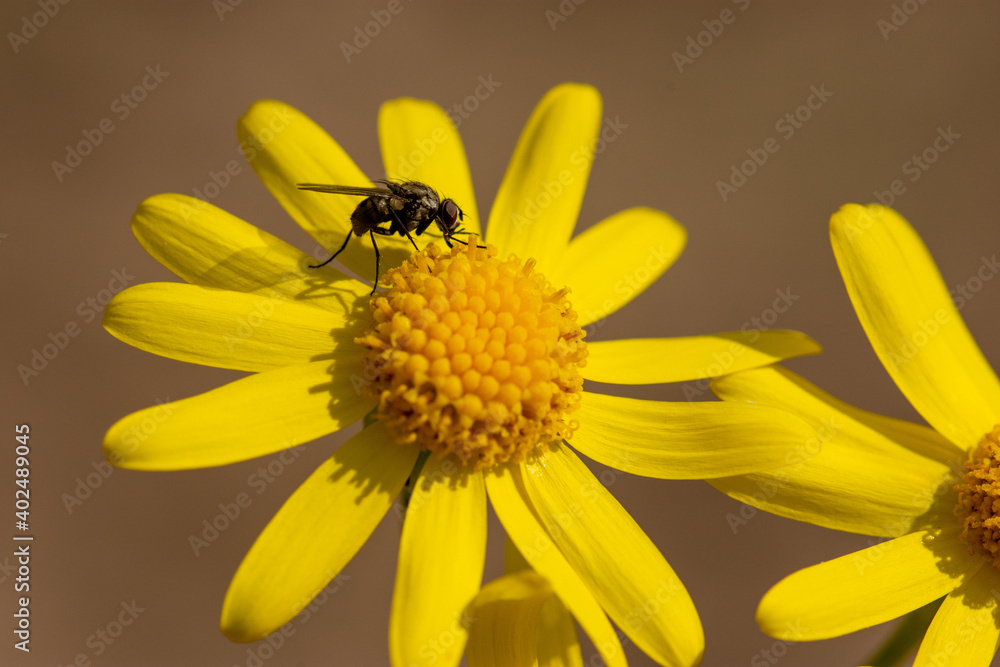 Macro of eastern groundsel (Senecio vernalis), yellow flower with a fly on it Macro of eastern groundsel (Senecio vernalis), yellow flower with a fly on it