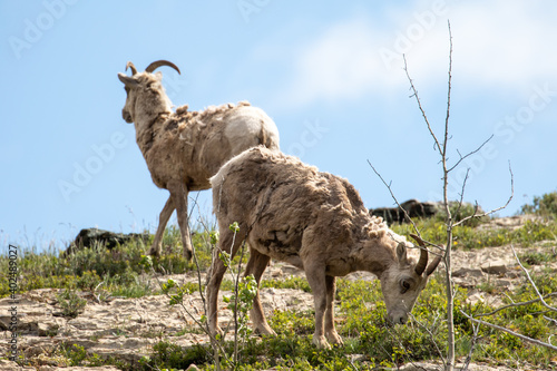 Glacier National Park Montana Wildlife, Mountain Goats on High Peak
