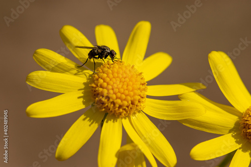 Macro of eastern groundsel (Senecio vernalis), yellow flower with a fly on it