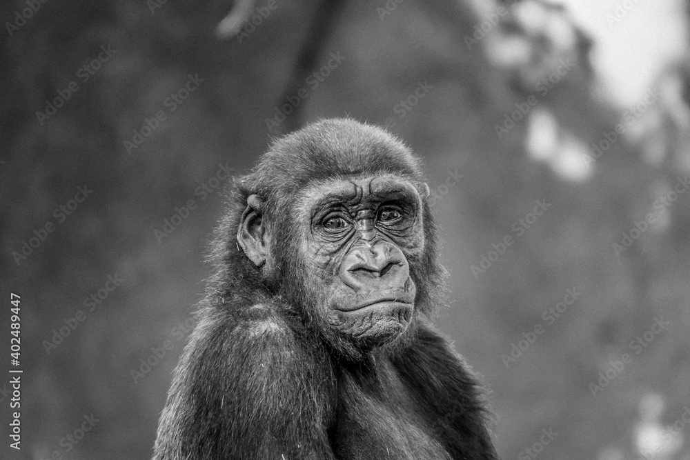 Obraz premium Baby monkey