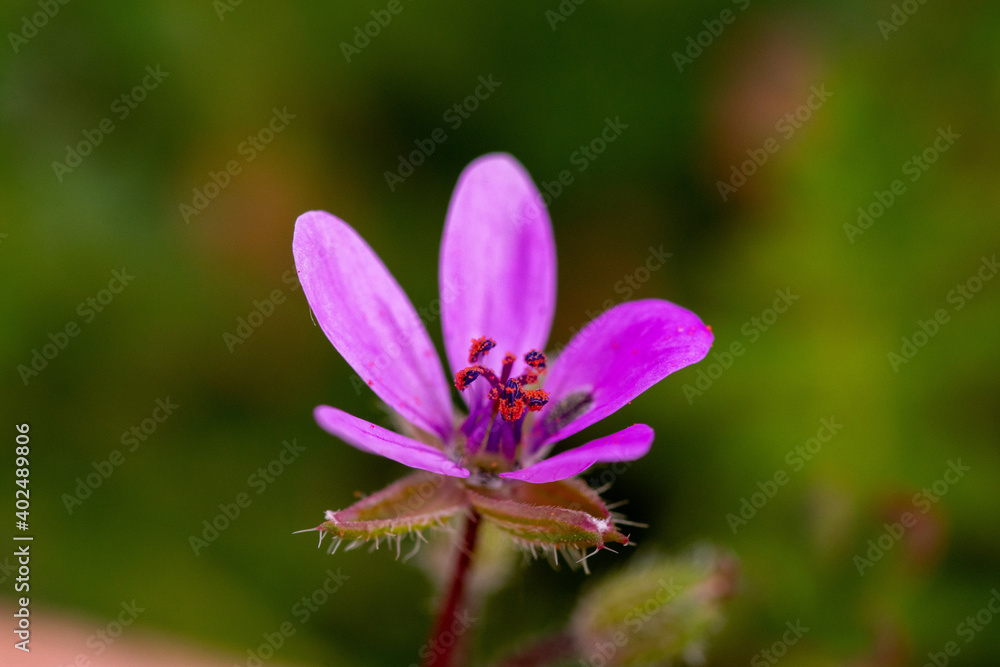 Erodium cicutarium (redstem filaree, redstem stork's bill, common stork's-bill or pinweed) - pink flower in bloom