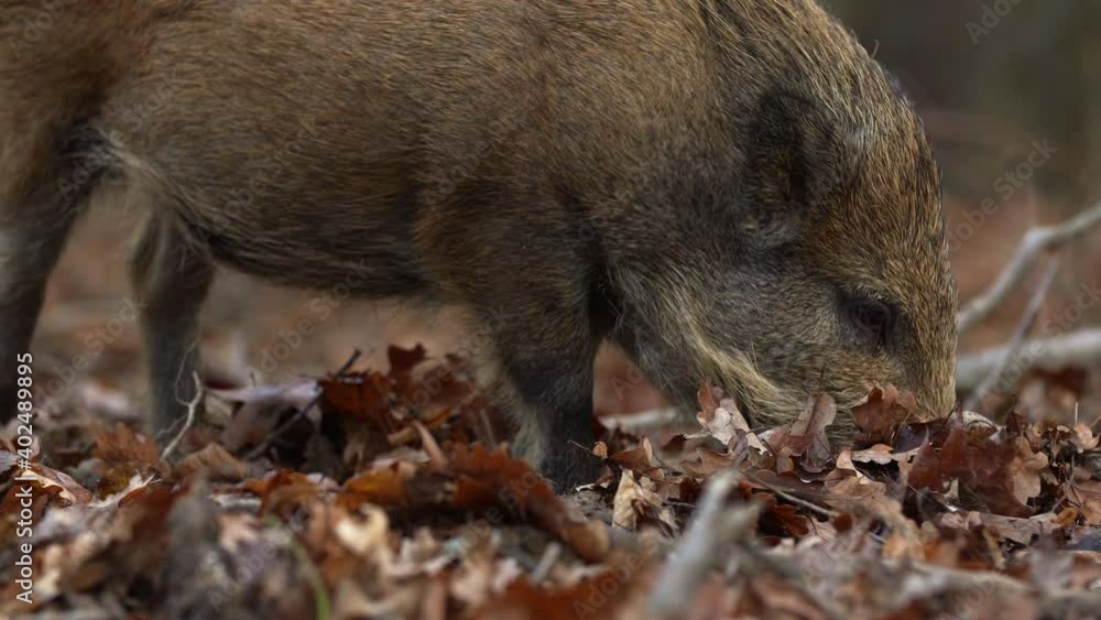 Closeup young wild boar Sus scrofa calm piggy looking for nutriment in dark woods. Wildlife tranquil scene of long furry animal. Strong nose and well smell sense to search food for omnivorous mammal Closeup young wild boar Sus scrofa calm piggy looking for nutriment in dark woods. Wildlife tranquil scene of long furry animal. Strong nose and well smell sense to search food for omnivorous mammal