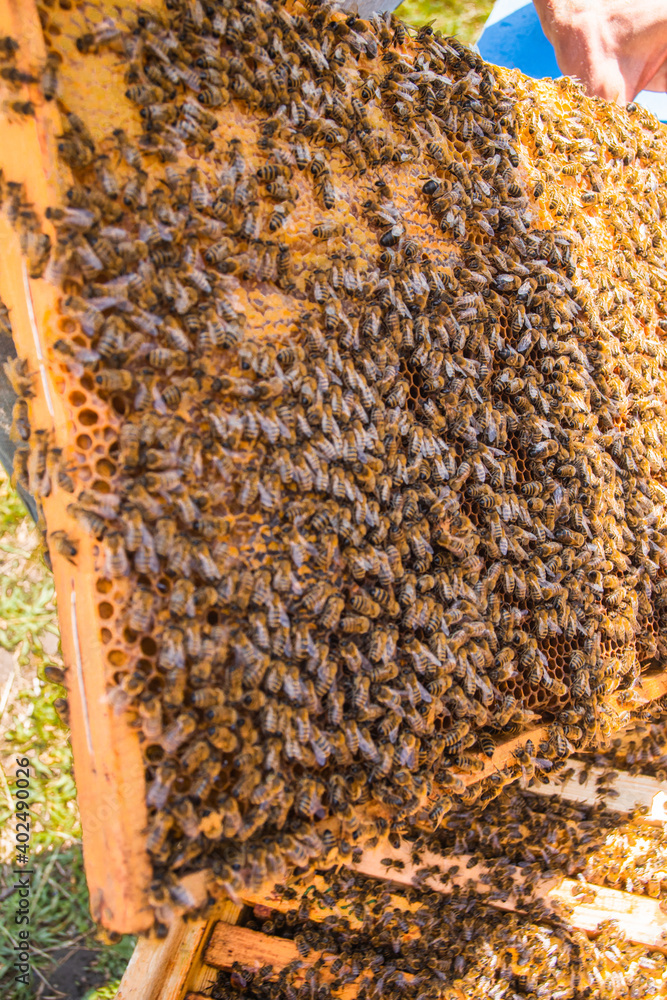 beekeeper holds frame with sealed brood. man in protective suit works on apiary. Occupation in quarantine beekeeping and breeding of breeding queen bee. beekeeper holds frame with sealed brood. man in protective suit works on apiary. Occupation in quarantine beekeeping and breeding of breeding queen bee.