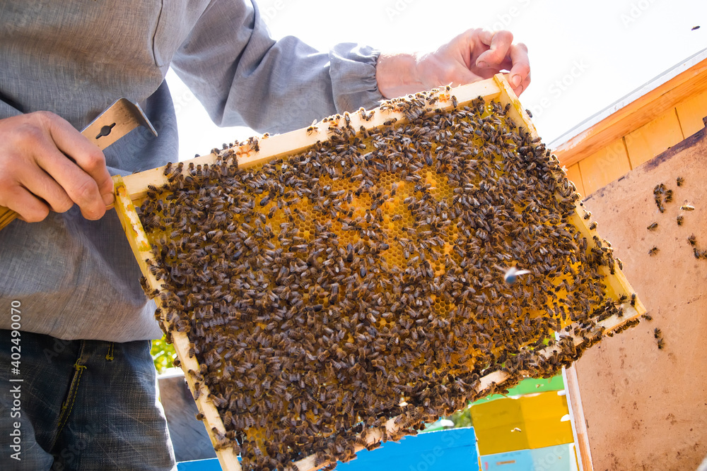 beekeeper holds frame with sealed brood. man in protective suit works on apiary. Occupation in quarantine beekeeping and breeding of breeding queen bee. beekeeper holds frame with sealed brood. man in protective suit works on apiary. Occupation in quarantine beekeeping and breeding of breeding queen bee.