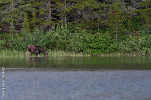 Moose Grazes In Lake © kellyvandellen