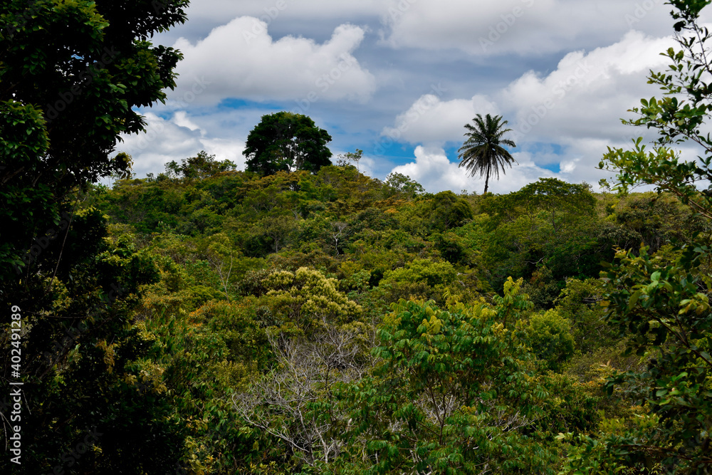 Área de preservação ambiental de Mata Atlântica, reserva de floresta tropical	