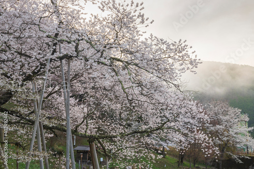 Wallpaper Mural 飛騨一之宮　臥龍桜 Torontodigital.ca