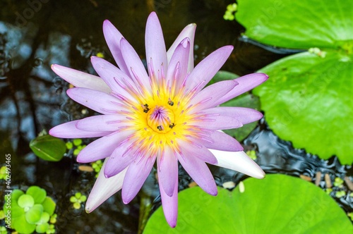 purple lotus flower in nature garden