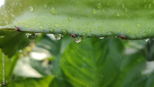 water drops on a leaf