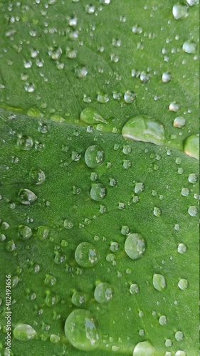 water drops on green leaf