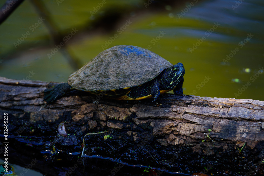Fototapeta premium _DSC4564-Turtle On a Log-Mineola, Texas