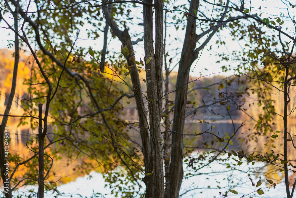 A group of trees beside a lake in autumn at dusk