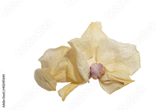 yellow Orchid Phalaenopsis oil painting perspective, paint dry delicate flowers and petals, pressed isolated on a white background notes of art flower arrangement