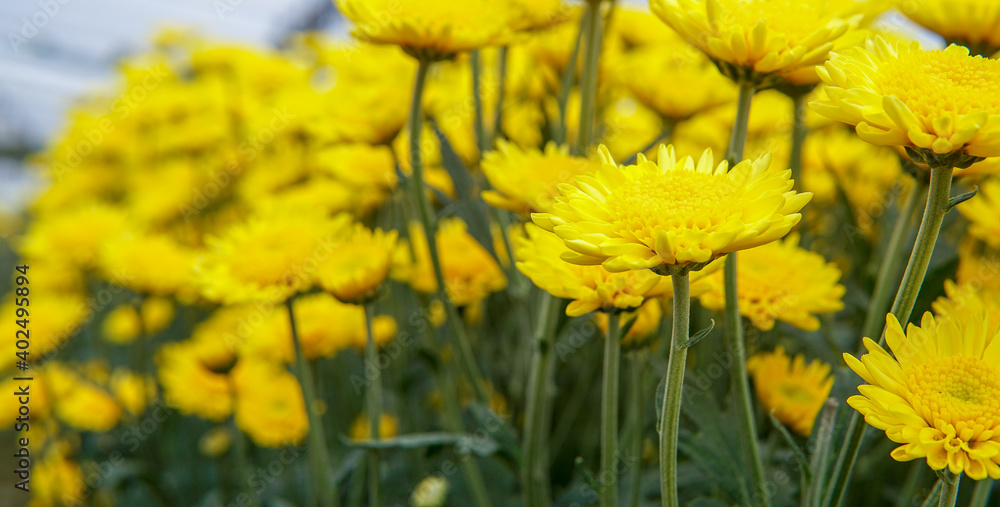 Obraz premium Beautiful flowers.